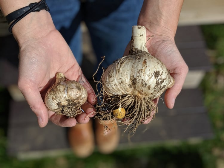 Elephant Garlic Humble Abode