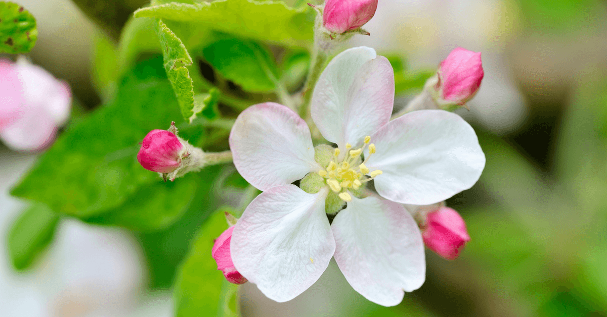 Twig Apple Tree Blossoms Royalty Free Vector Image