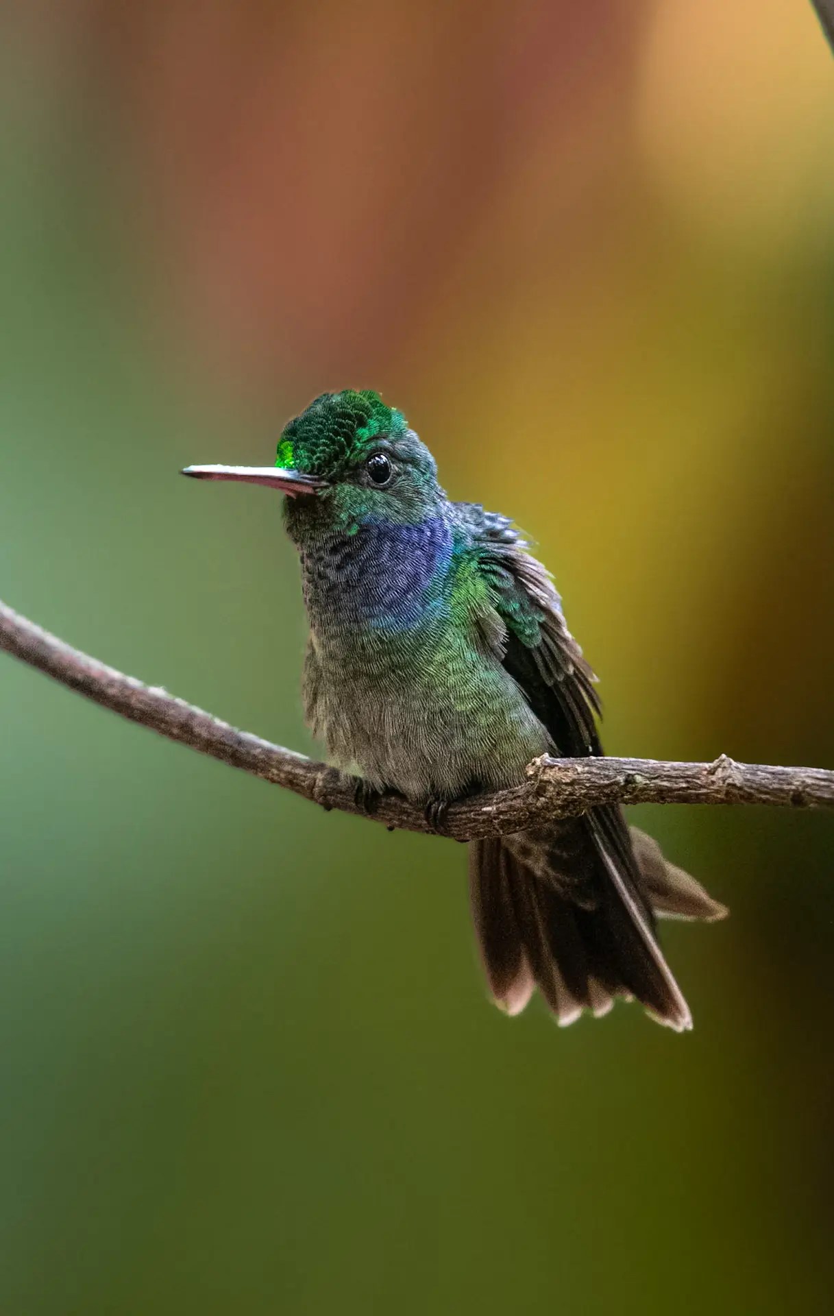 Charming Hummingbird