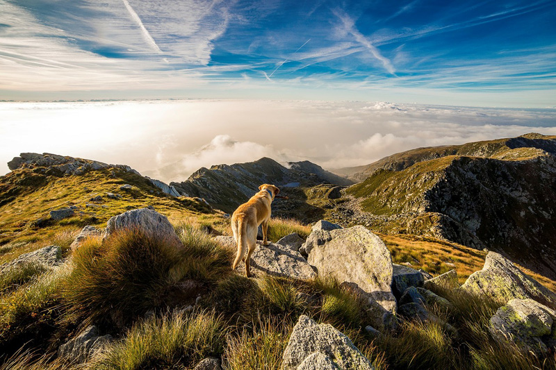 5 Wichtige Tipps Fur Das Wandern Mit Hund Im Urlaub Daheim Feel4nature