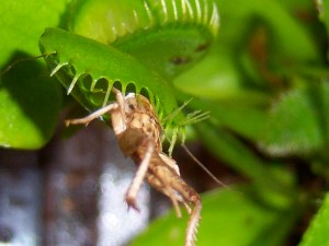 venus fly trap insect