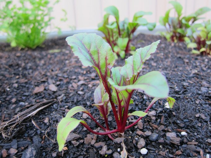 Baby beets