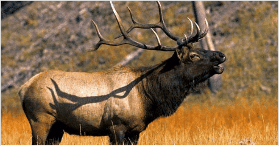 5 Day Montana Elk Hunt