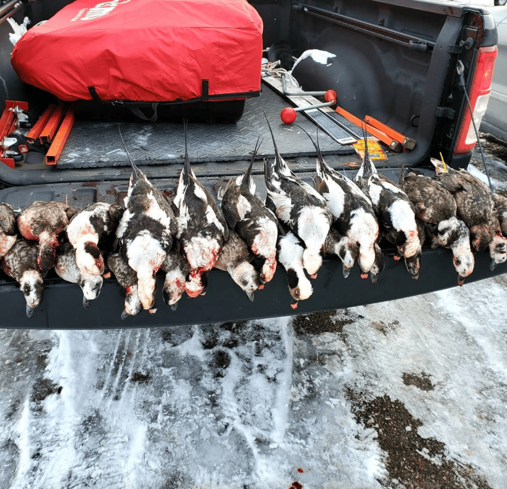 Layout Duck Hunting | Lake Huron, MI
