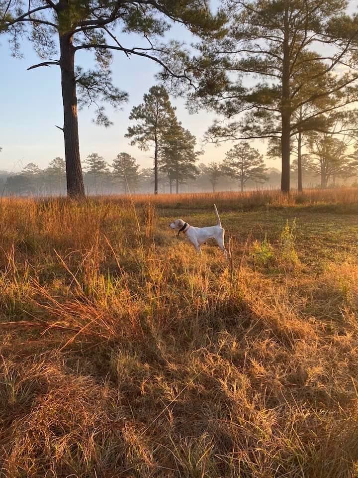 4 Day Whitetail Hunt | Archery | Arlington, GA