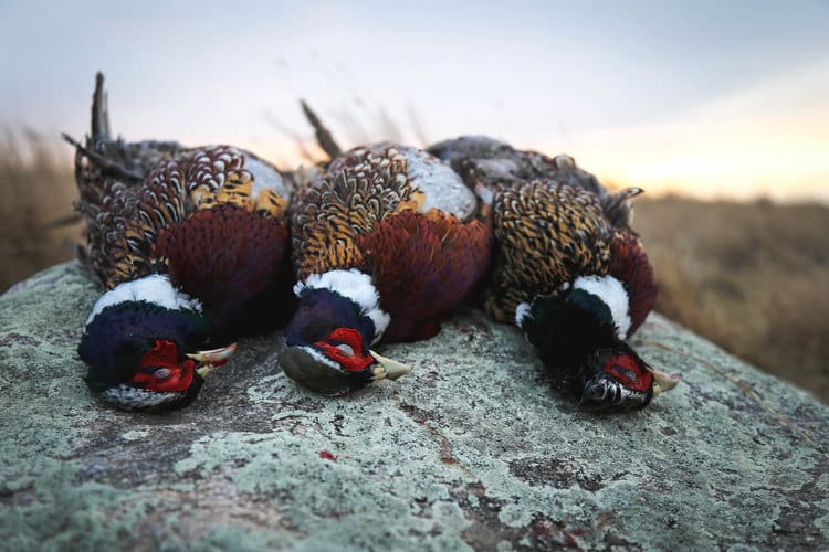3 Day Upland Bird Hunt | Shotgun | Pierre, SD