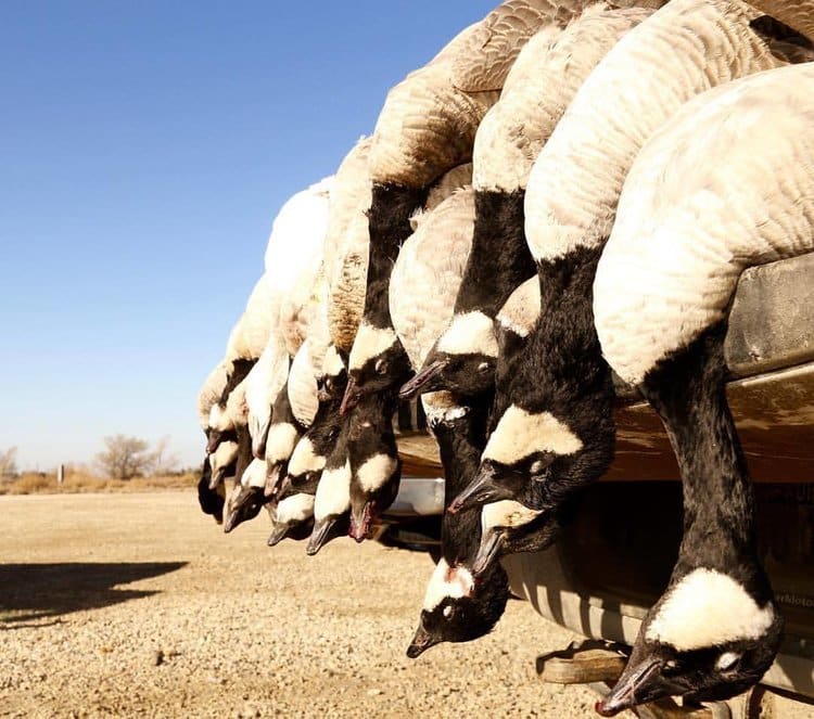 3 Day Upland Bird Hunt | Shotgun | Pierre, SD