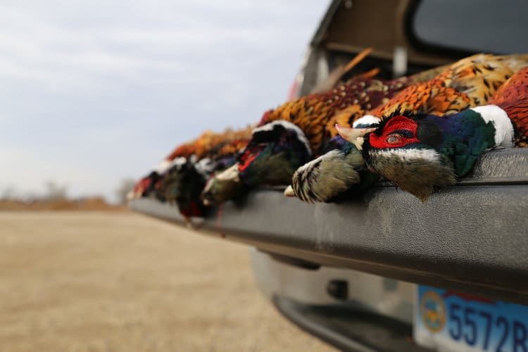 3 Day Upland Bird Hunt | Shotgun | Pierre, SD