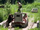 Bear Release Gone Wrong Hunting