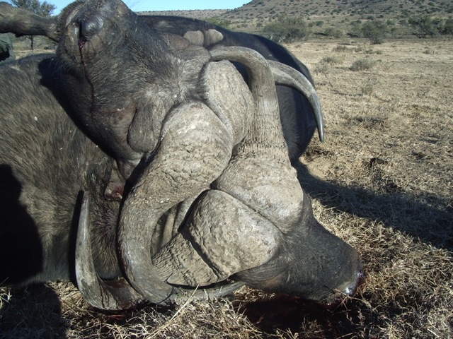 Cape Buffalo Locked Horns Hunting