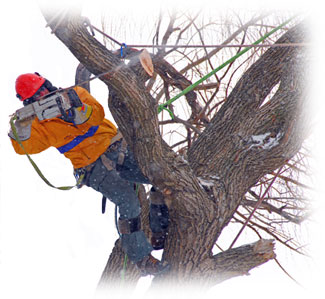 http://huntertreeremoval.com/images/pruning.jpg