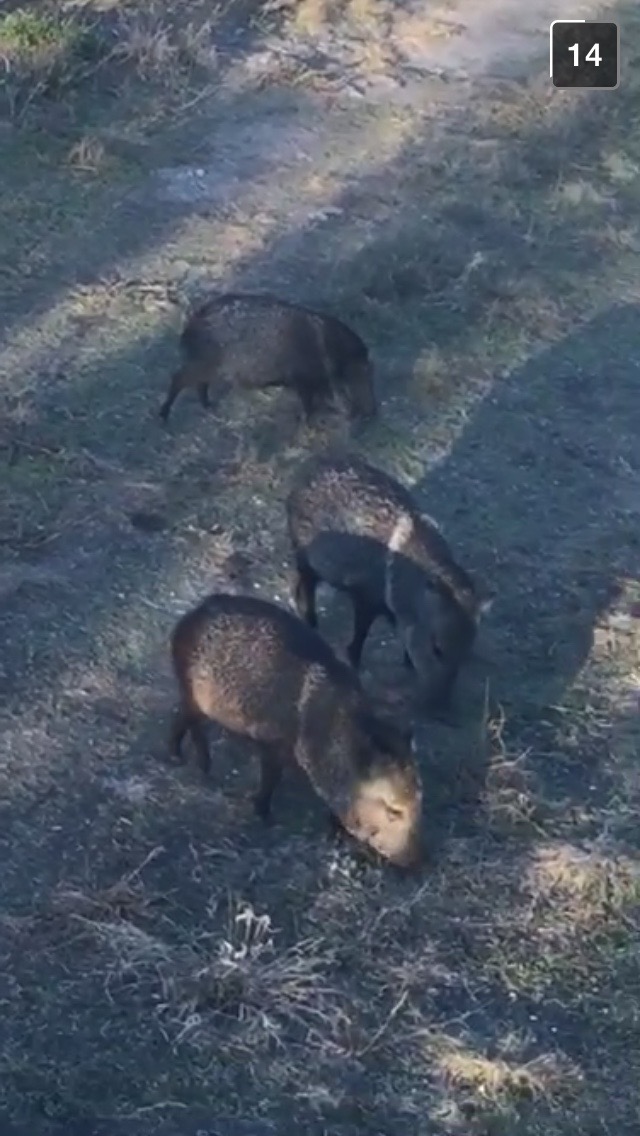Some of the boars that my sister saw