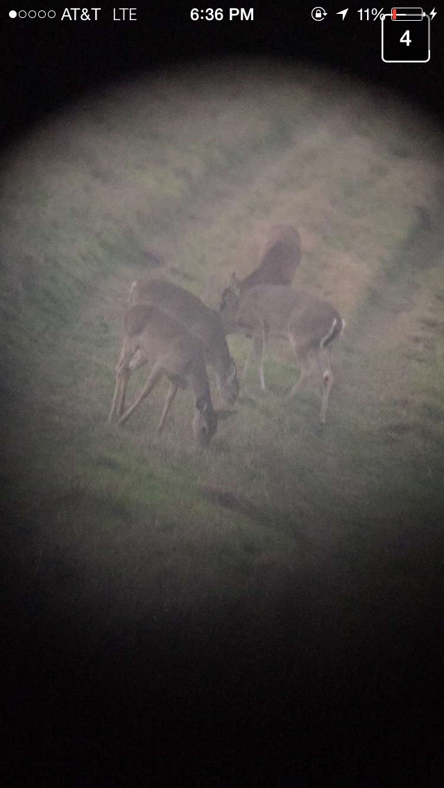 some feeding does