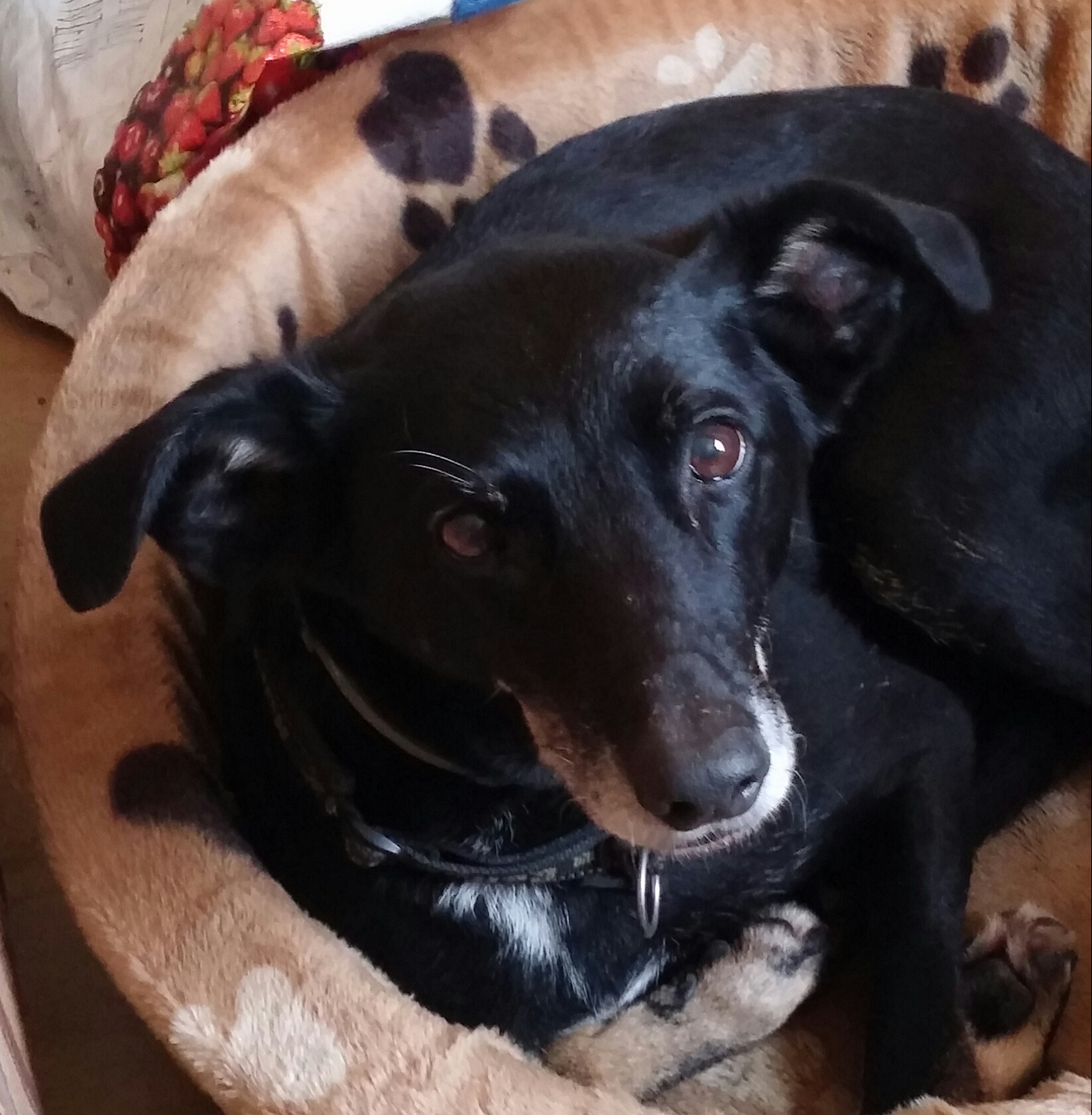 Website eigen mandje 4