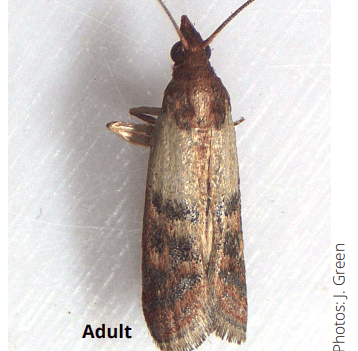 Sneaky Snackers: Pantry Pests