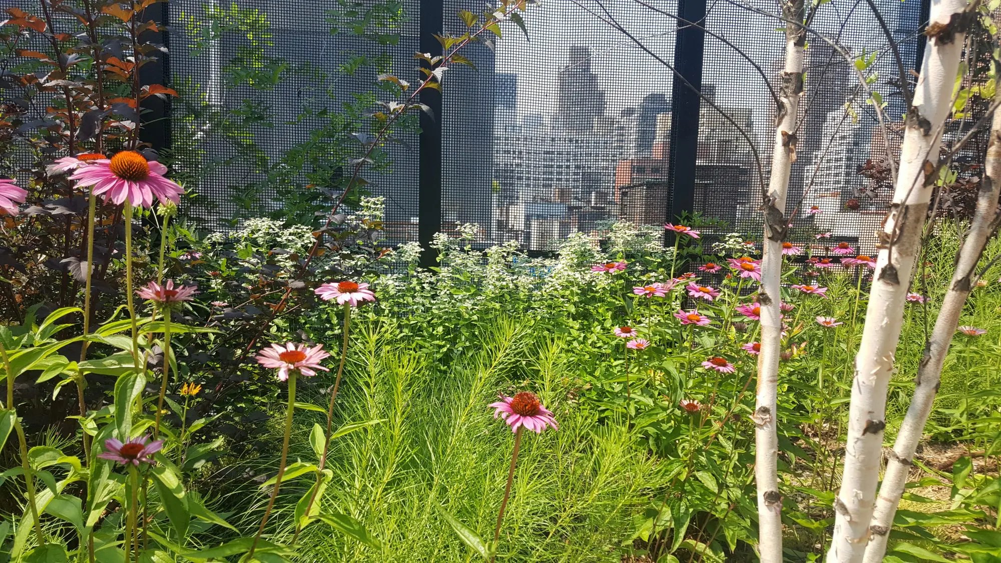 echinacea purpurea intensive green roof