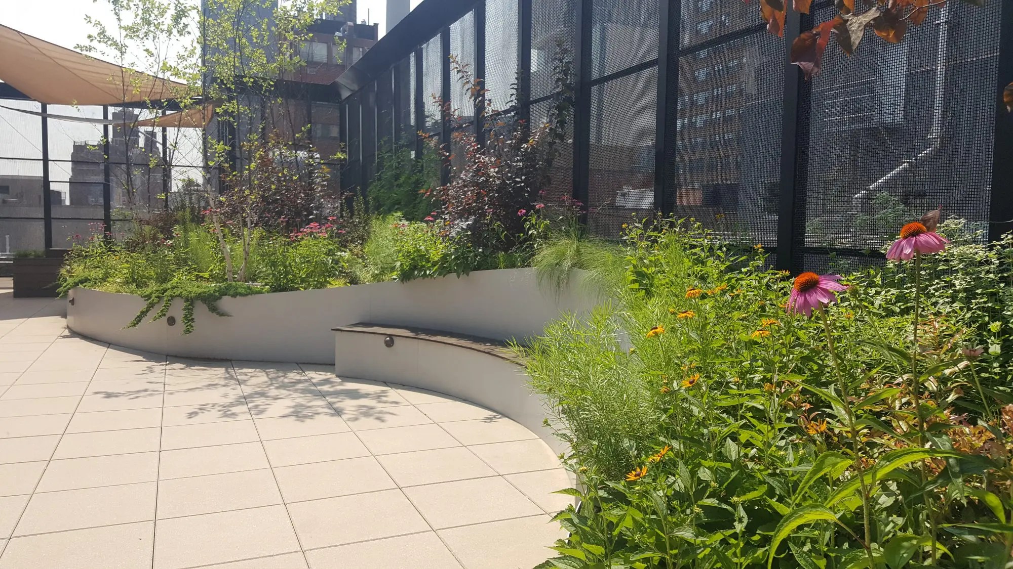 green roof plantings sunlight
