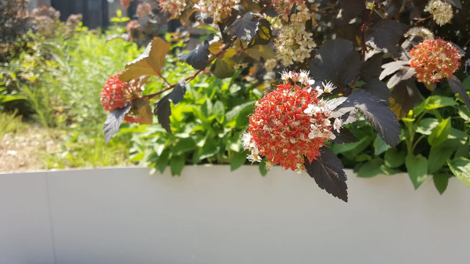 closeup of green roof plant