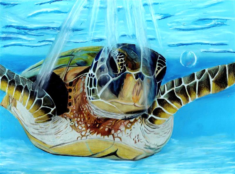 Sea Turtle