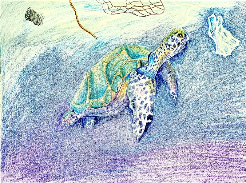 The Call of the Little Sea Turtle小海龟的呼唤