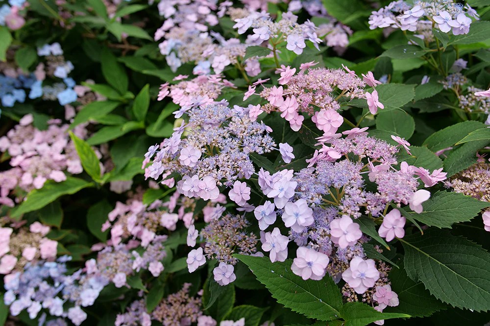 Lacecap Hydrangea