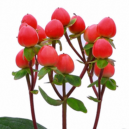 Hypericum Coco Rio - Stunning Landscape Pattern - 4K