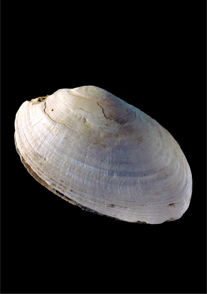 Shell Collecting —An Illustrated History Shell Collecting: An Illustrated History - Kristalle, est. 1971