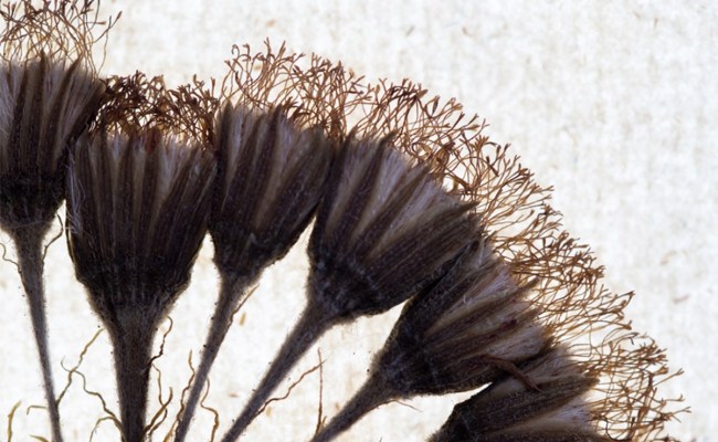 Why Do Herbariums Still Fascinate Us?