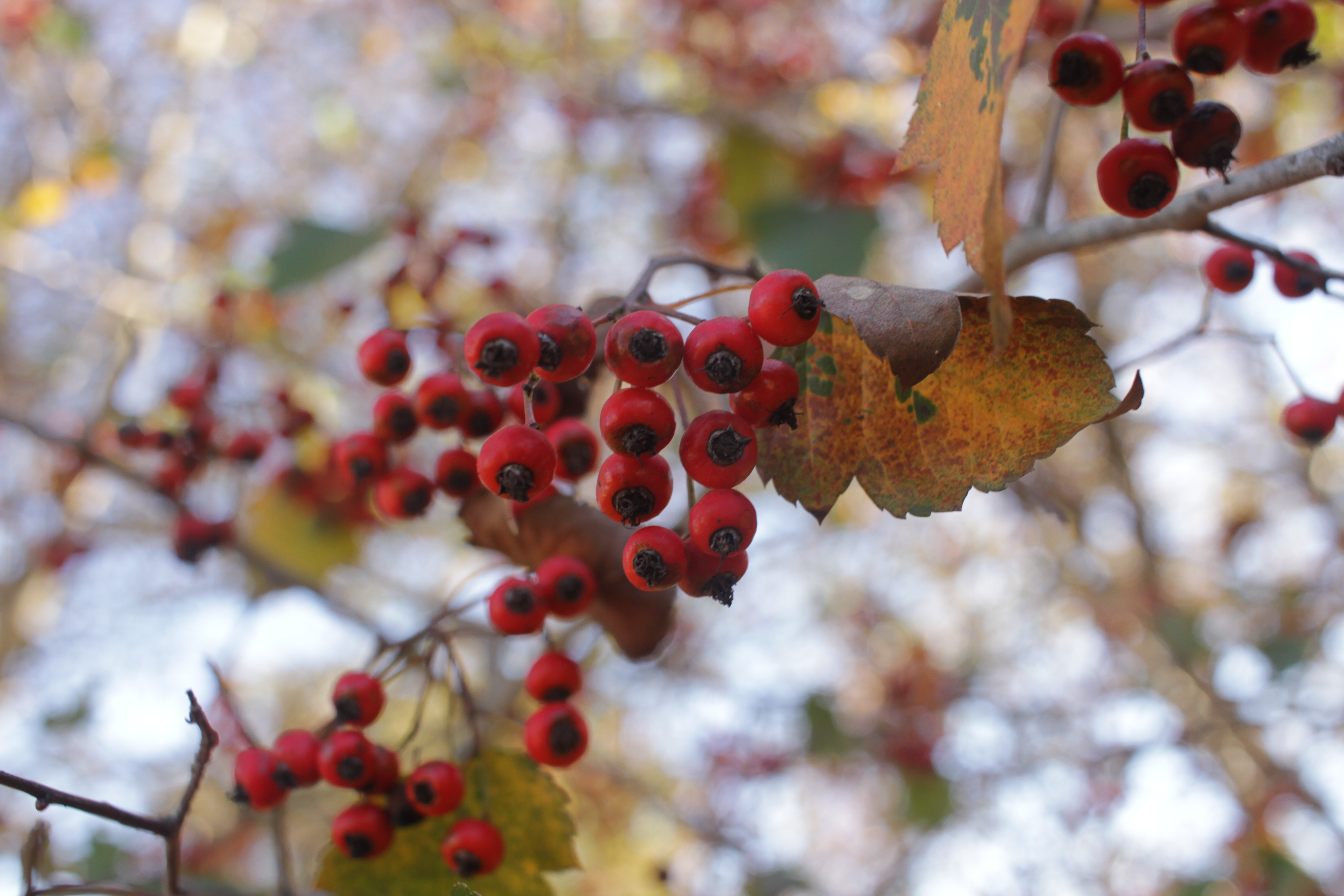Hawthorn Berries in my yard today.