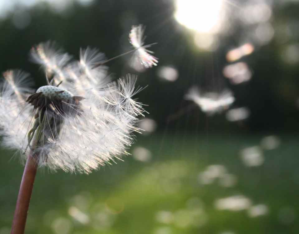 white dandelion flower shallow focus photography