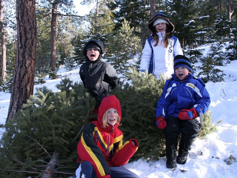 Cut your own Christmas tree at Golden Gate Canyon State Park