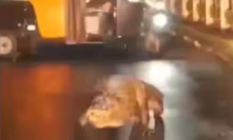 موسلا دھار بارش کے دوران 8 فٹ لمبا مگرمچھ سڑک پر آگیا