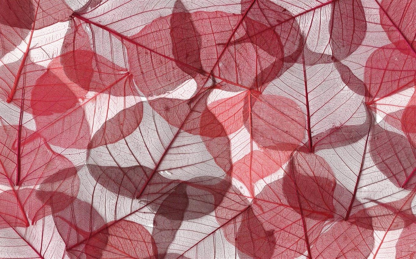 Ya Puedes Descargar Gratis Los Nuevos Fondos De Pantalla En 4k Que Lanza Microsoft Para Windows 10