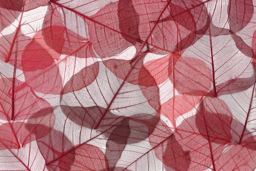 Ya Puedes Descargar Gratis Los Nuevos Fondos De Pantalla En 4k Que Lanza Microsoft Para Windows 10