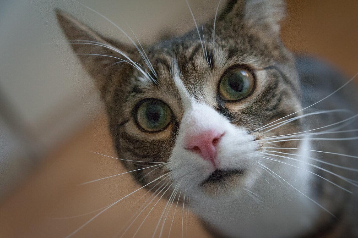 La interacción entre gatos y ratones ha sido un tema frecuente en historias infantiles y animaciones. El Secreto Mejor Guardado De Los Gatos Es Que Son Vergonzosamente Ineficaces A La Hora De Atrapar Ratas