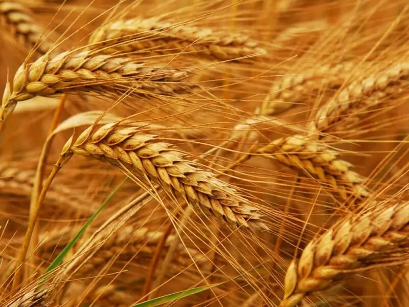 EU Soft Wheat Exports Decline: 2025/26 Outlook & Market Impact (2026)