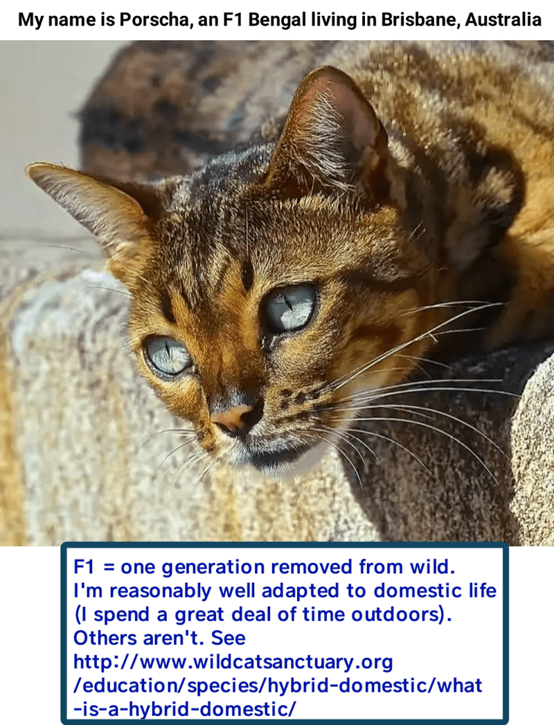 Porscha Cats N Kittens Cat Pictures Cute Kittens