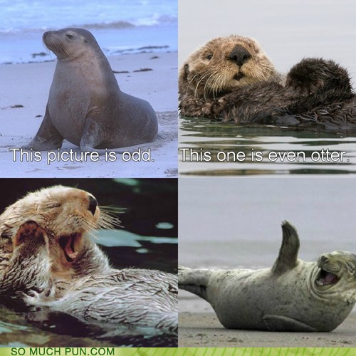 But in fact, these excruciatingly cute baby animals are actually plushies created by talented alaskan artist lee cross.the young artist makes incredibly lifelike sculptures of different baby animals that can be easily mistaken for real ones. Puns - seal - Funny Puns - Pun Pictures - Cheezburger