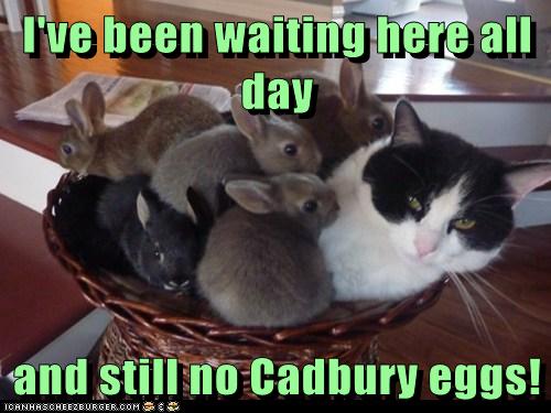 The concept of the game is great idea and a lot of fun once you throw out the bad ones. Lolcats - Cadbury - LOL at Funny Cat Memes - Funny cat pictures with words on them - lol | cat