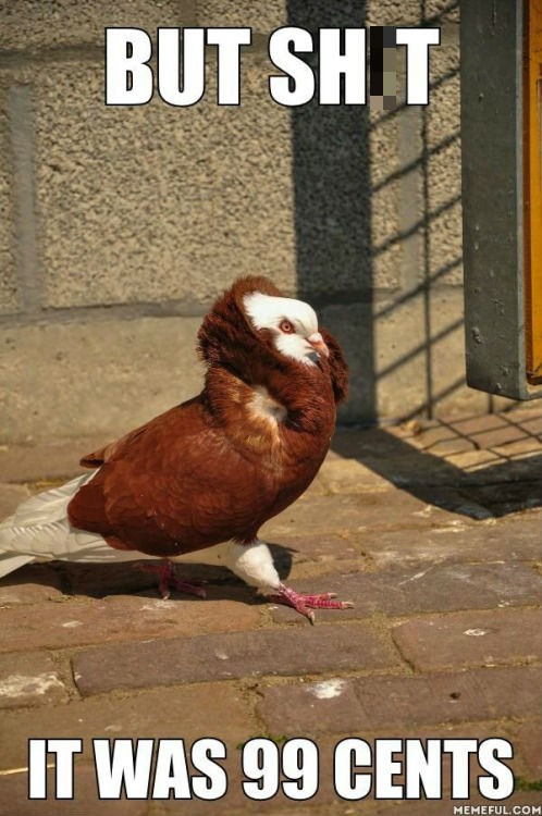 Free / up to $4.99. Pigeon Style - I Can Has Cheezburger?