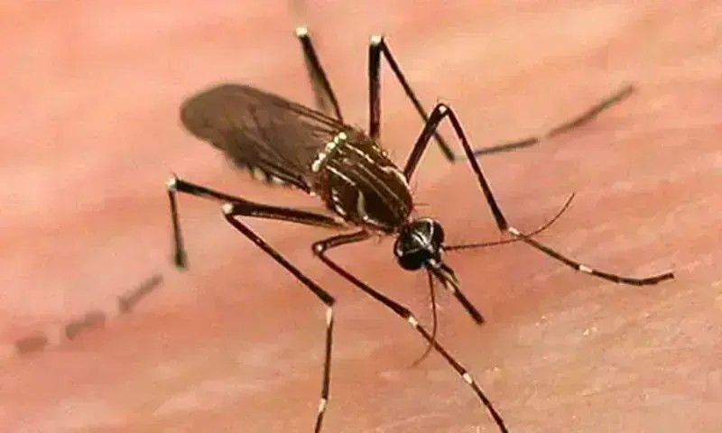 Dengue Outbreak in Sindh: Death Toll Rises to 27, Over 1,000 New Cases Reported (2025)