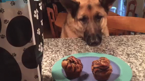 pix Happy Birthday German Shepherd Gif https gifer com en 12jg