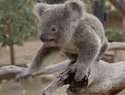 San Diego Zoo Animais Tiere Gif On Gifer By Taubei