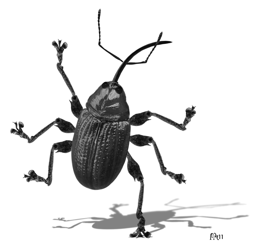 picture Cockroach Dancing Gif Transparent zhuk gif gifer