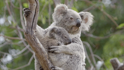 Search, discover and share your favorite koala bear gifs. Koala Gif On Gifer By Dibei