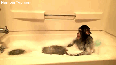 Lol S Monkeys S Gif On Gifer By Kagatilar