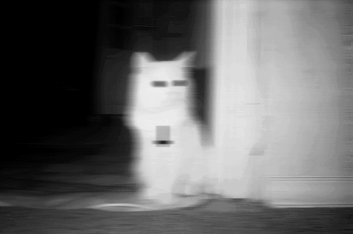 pix Satanic Cat Pfp satan cat gifs get the best gif on gifer