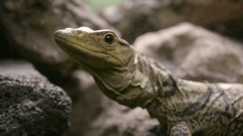 Reptiles San Diego Zoo Animais Gif On Gifer By Malabar
