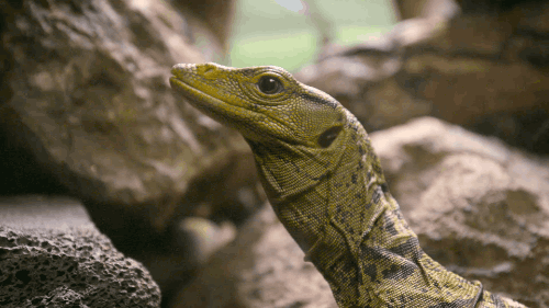 Reptiles Tiere Animais Gif On Gifer By Blackweaver