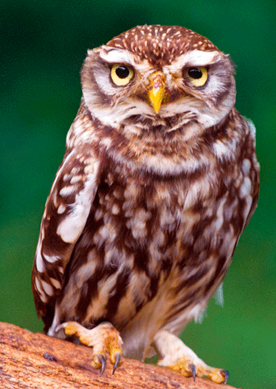 Owl GIF On GIFER - By Bosius